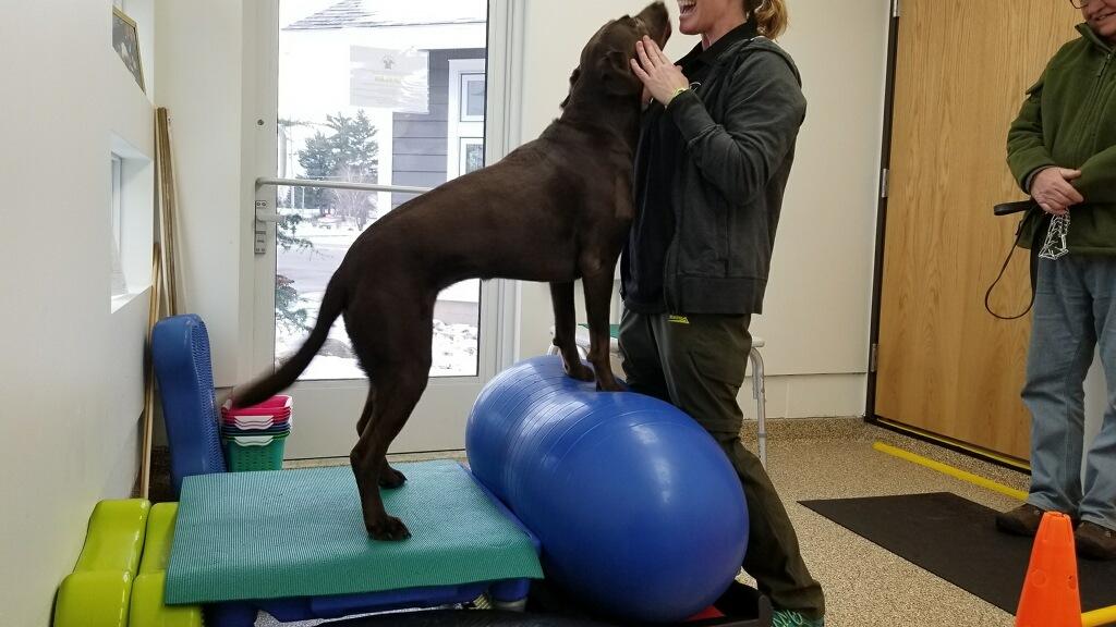 Dog getting rehab work