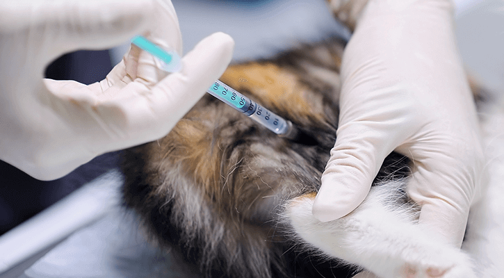 Cat Getting Vaccinations