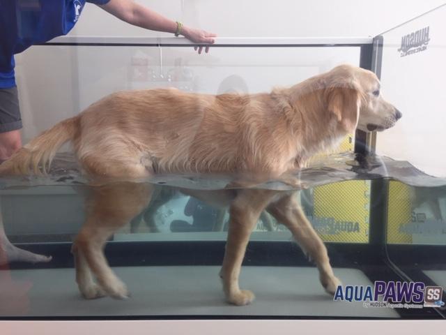 Dog on Underwater Treadmill
