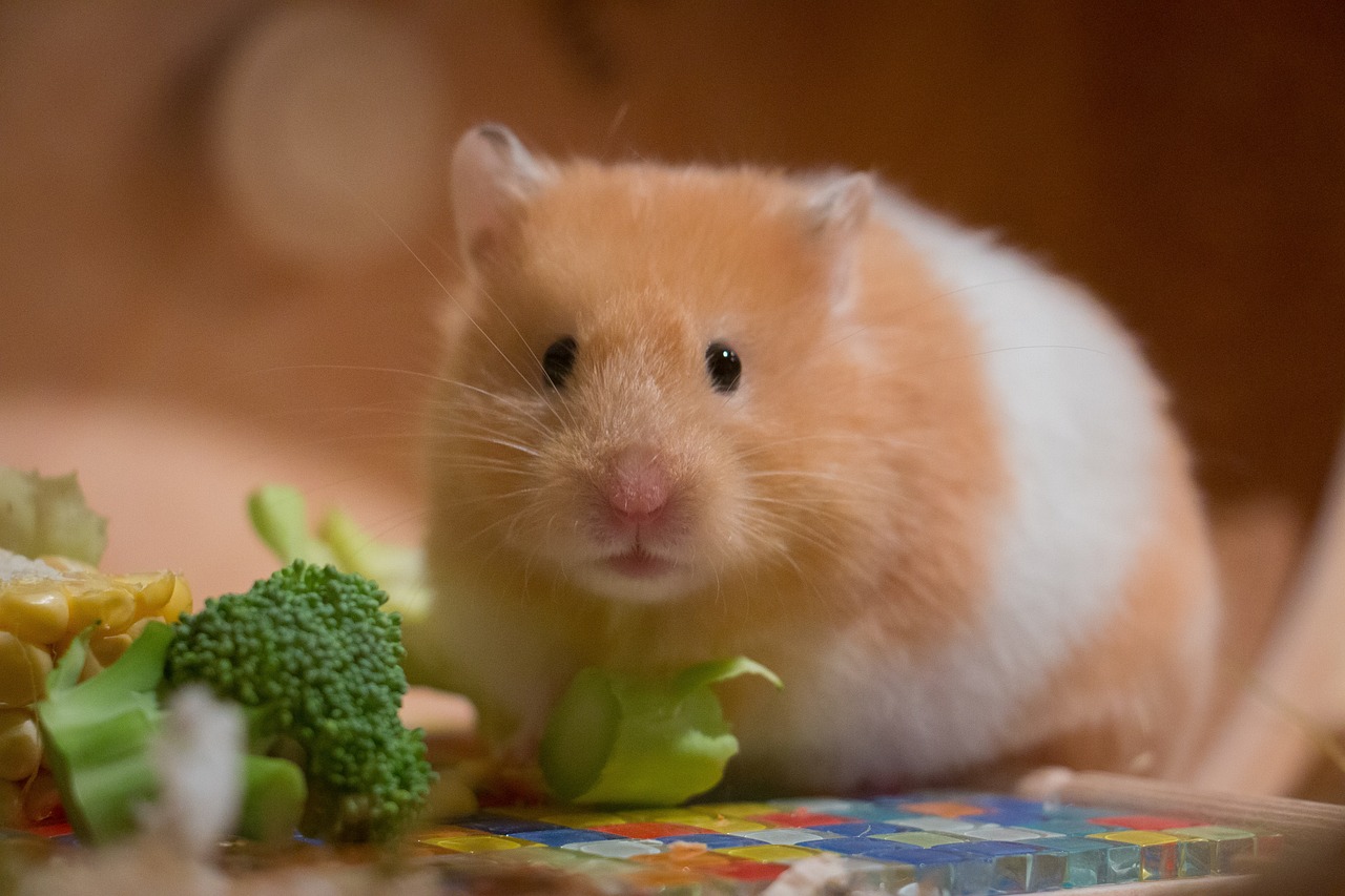 Hamster keeping - Veterinarian Karlsruhe - Small Animal Center Arndt